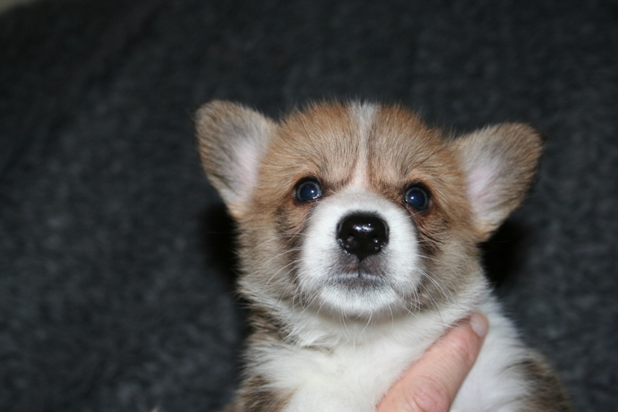 Puppies